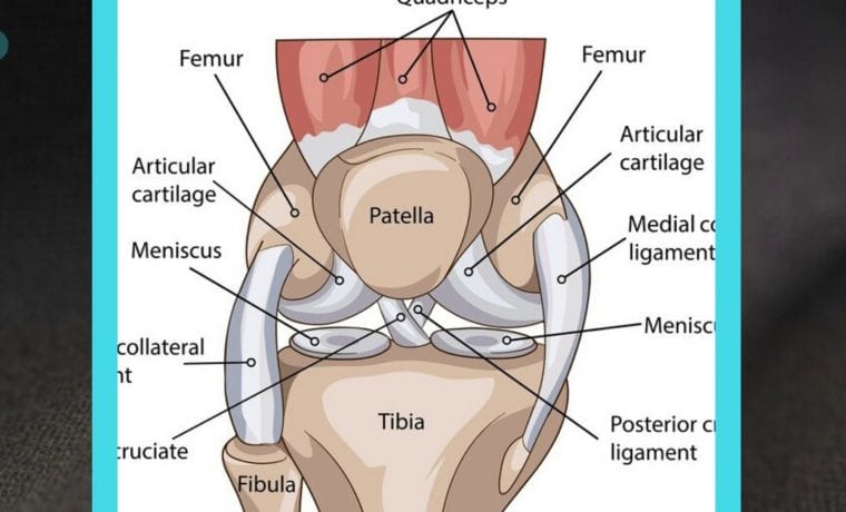 Vrste ligamenata kolena
